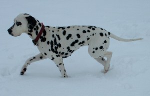 dalmatian